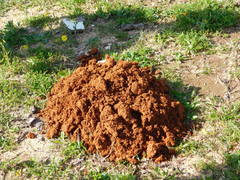 Nannospalax ehrenbergi