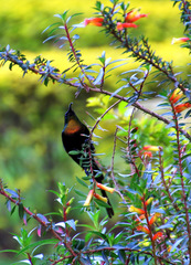 Purple-Breasted Sunbird photo 2
