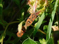 Spilostethus pandurus