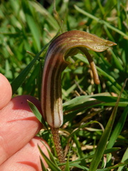 Arisarum vulgare