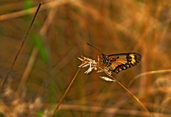Acraea cabira
