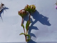 Calendula arvensis