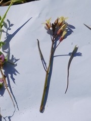 Brassica tournefortii