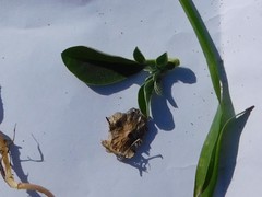 Anthyllis circinnata