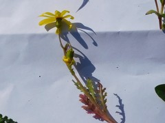 Senecio vernalis
