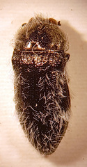 Euacmaeoderella