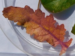 Brassica tournefortii
