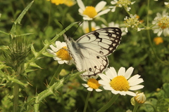Melanargia arge