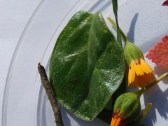 Anthyllis circinnata