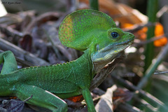 Western Basilisk