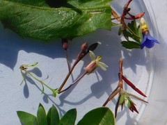 Brassica tournefortii