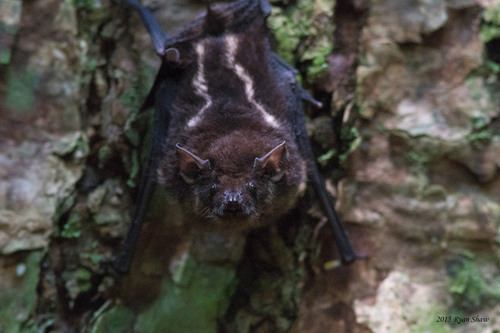 Greater Sac-winged Bat, photo 3 of 10
