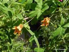 Tropaeolum ciliatum