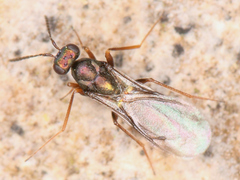 Chalcidoidea