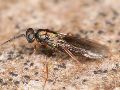 Chalcidoidea