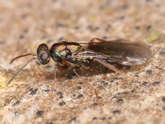 Chalcidoidea