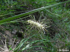Carex erinacea