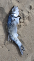 Dicentrarchus punctatus