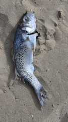 Dicentrarchus punctatus