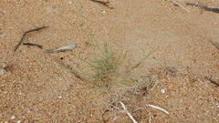 Thinopyrum bessarabicum