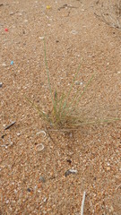 Thinopyrum bessarabicum