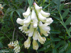 Vicia nigricans