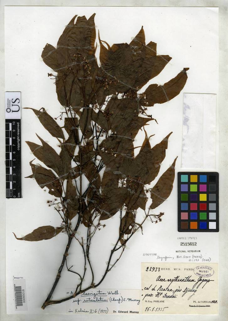 Thích quả đỏ (Acer erythranthum)