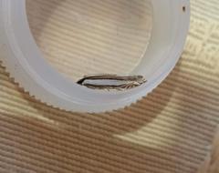 Angustalius malacellus