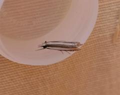 Angustalius malacellus