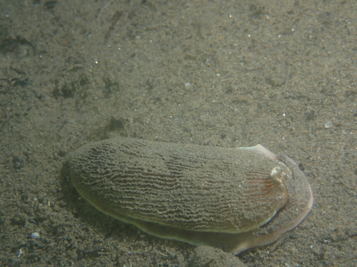 Armina tigrina