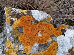 Xanthoria mediterranea