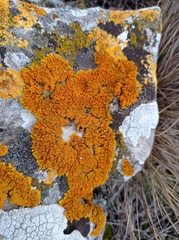 Xanthoria mediterranea