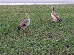 Alopochen aegyptiaca image