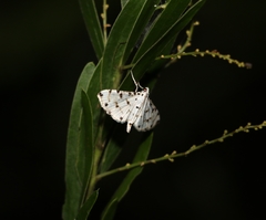 Pycnarmon