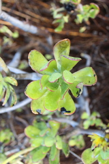 Sedum praealtum