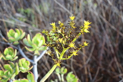 Sedum praealtum
