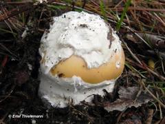 Amanita toxica