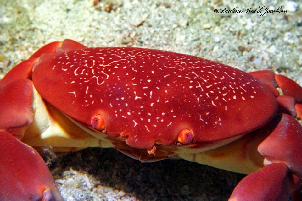 batwing coral crab