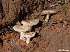 Amanita toxica