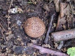 Scleroderma arenicola