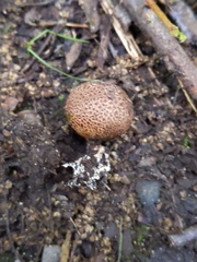 Scleroderma arenicola