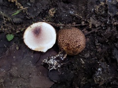 Scleroderma arenicola