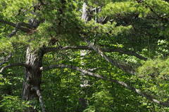 Pinus parviflora