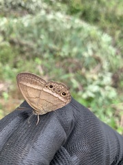 Yphthimoides maepius