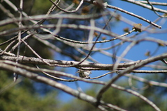 Spizella passerina passerina