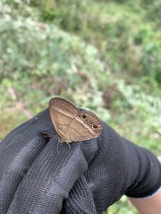 Yphthimoides maepius