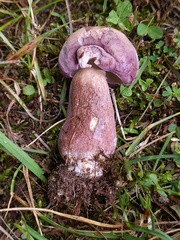 Tylopilus violatinctus