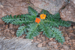 Caiophora rosulata rosulata