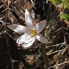 Habranthus cardenasianus