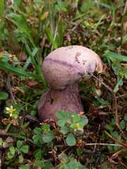 Tylopilus violatinctus